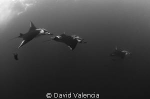 Giant Pacific mantas chasing one another during a courtsh... by David Valencia 